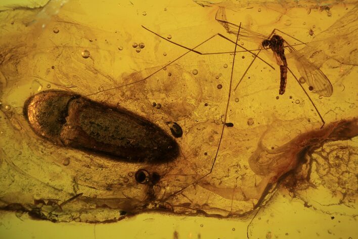 Fossil Crane Fly (Diptera) & Beetle (Coleoptera) In Baltic Amber #120630
